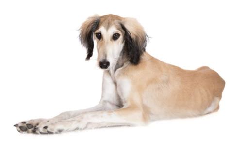 Salukis for Sale - Adopt Saluki Puppies for Sale Online Today! | VIP Puppies