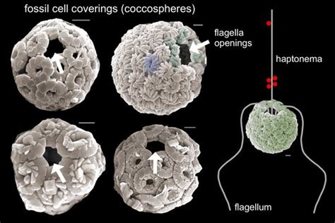 nanoplankton | UCR News | UC Riverside