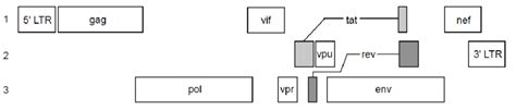 2: The genome of HIV-1. | Download Scientific Diagram