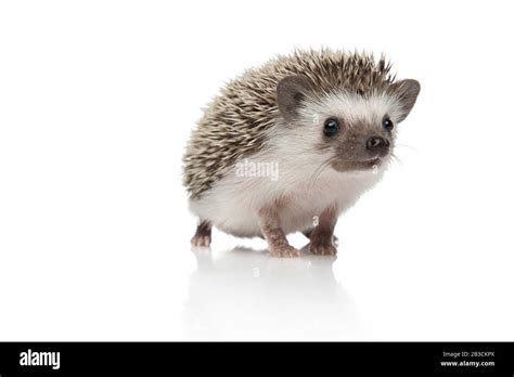 happy african hedgehog standing isolated on white background, full body Stock Photo - Alamy