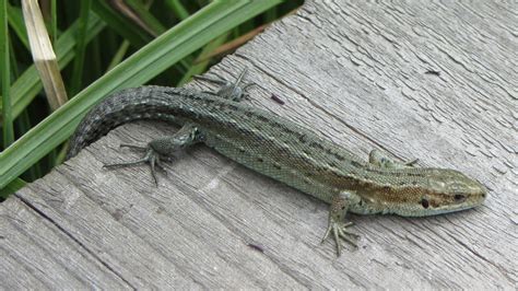 Common lizard – A guide to Irelands protected habitats & species