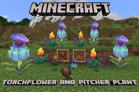 How to Get Torchflower and Pitcher Plant in Minecraft | Beebom