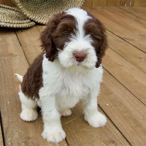 Springerdoodle Puppies For Sale • Adopt Your Puppy Today • Infinity Pups