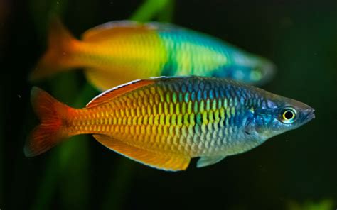 Boesemani Rainbow Fish Hd Wallpaper : Wallpapers13.com