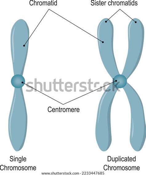 Chromosome Structure Unduplicated Duplicated Chromosomes Sister Stock ...