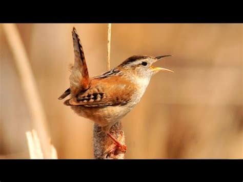 Marsh Wren Song - YouTube