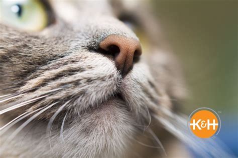 Why Is My Cat's Nose Wet? — K&H Pet Products