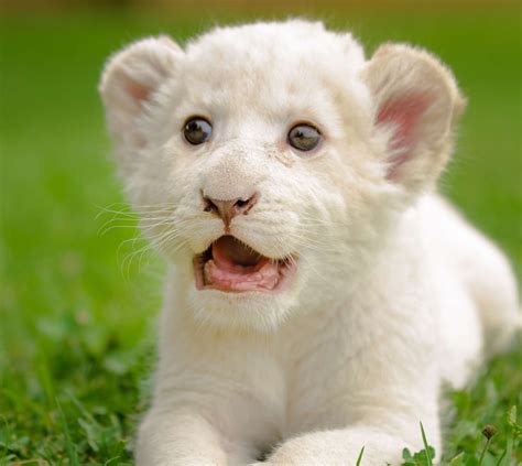 White Lion Animal Cubs