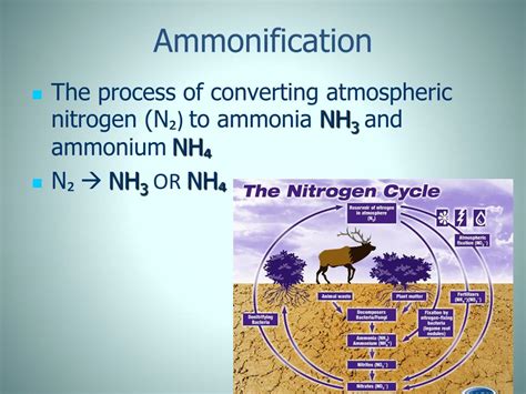 Ammonification Nitrogen Cycle Definition - DEFINITION GHW