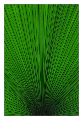 The Palm Leaf | Fujifilm X-H1, Fujinon 18-55mm (35mm eq.) f/… | Flickr
