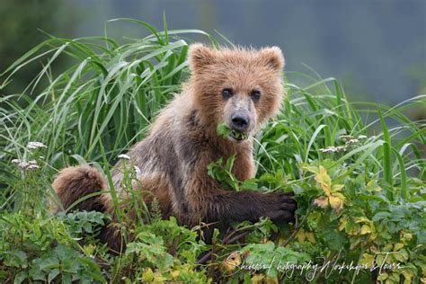 Brown Bear Cub Eating Leaves - Shetzers Photography