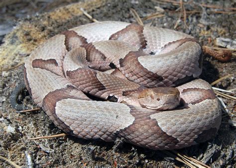 Stay safe around snakes, but let them do their job | Mississippi State ...