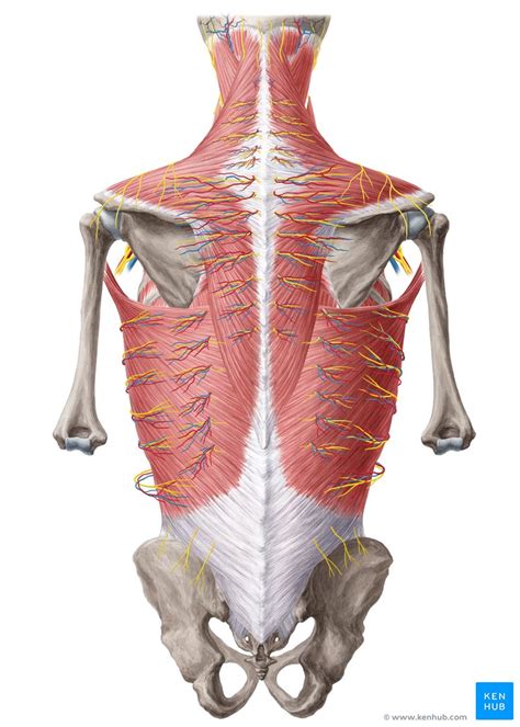Anatomy of the back: Spine and back muscles | Kenhub