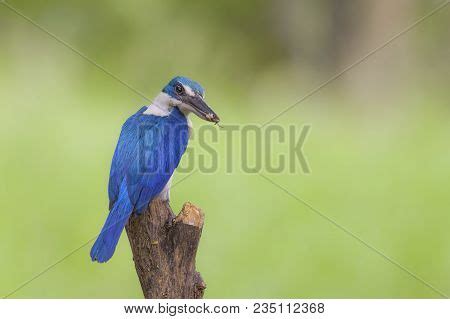 Blue White Kingfisher Image & Photo (Free Trial) | Bigstock