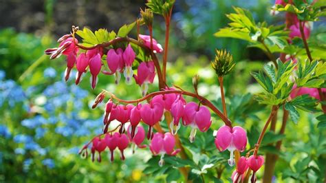 A szívvirág (Lamprocapnos spectabilis) gondozása - CityGreen.hu