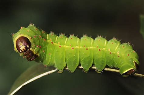 Luna Moth Caterpillar - Life Cycle, Habitat, Pictures, Facts | Moth ...