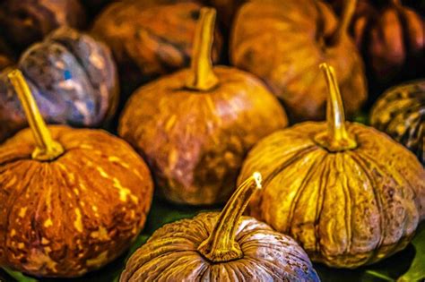 Premium Photo | Pumpkins in farm during harvest season