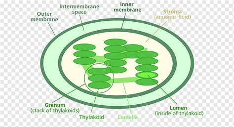 Chlorophyll Diagram