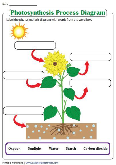 Blank Diagram Of Photosynthesis