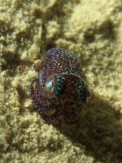 Sea Wonder: Bobtail Squid | National Marine Sanctuary Foundation