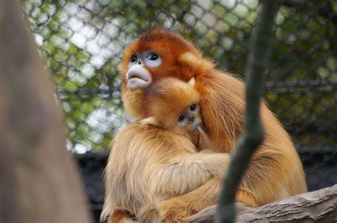 Top Golden Snub-Nosed Monkey Facts! | Fun Facts You Need to Know!