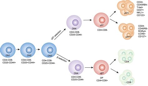 Frontiers | Gamma Delta T Cells and Their Pathogenic Role in Psoriasis