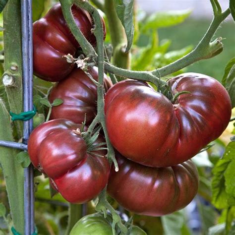 TOMATO Black Krim - Heirloom – Australian Seed