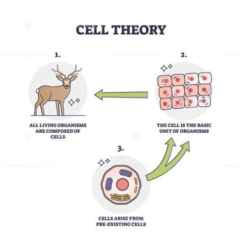 Cell theory for evolution and pre existing cells development outline diagram - VectorMine