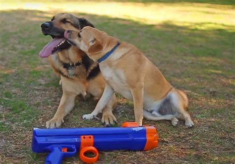 NERF Dog Ball Launcher