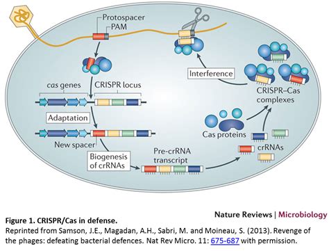 CRISPR here, CRISPR there, CRISPR CRISPR everywhere | Plant Science Today