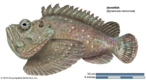 Stonefish | Venomous, Marine, Predators | Britannica