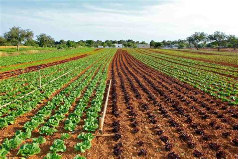 Drip Fertigation in Vegetable Crops: A Practical Guide for Farmers