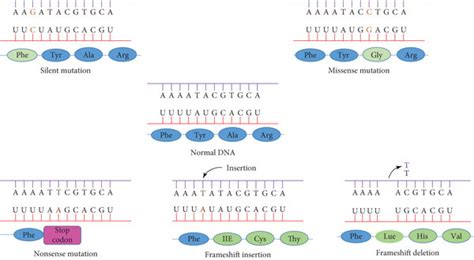 Genetic polymorphism in the coding region (http://academic.pgcc.edu/). | Download Scientific Diagram