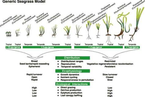 Seagrass species - OzCoasts