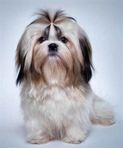 20+ Best Shih Tzu Haircuts Lion Cut - Shih Tzu Haircuts (2024 Guide)