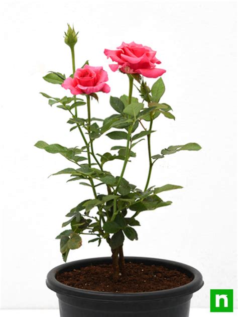 Pink Rose Seedlings Flower Seeds Perennial Growing Bonsai Corms Tubers ...