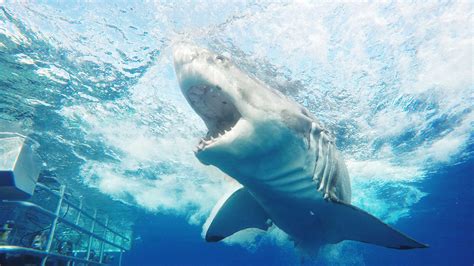 Shark Cage and Sea Lion Diving with Calypso Star Charters, Port Lincoln | Calypso Shark Cage Diving