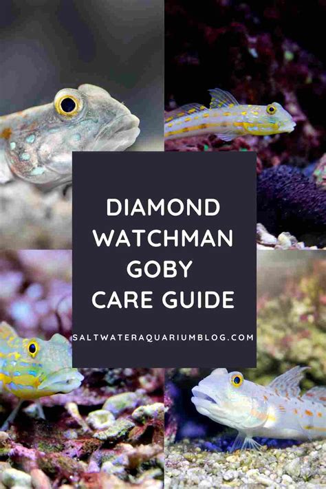 Diamond Goby care guide: quick facts about sand sifting goby