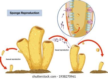 Gemmules Stock Photos and Pictures - 35 Images | Shutterstock