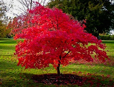 Acer tataricum subsp. ginnala 'Flame' - Flame Amur Maple | Fast growing ...