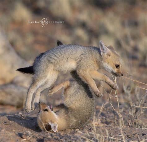 🔥 Cape fox pups playing 🔥 : r/NatureIsFuckingLit