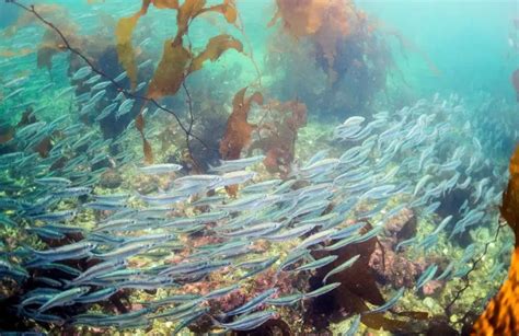 Heiltsuk Disappointed by DFO Decision to Close Herring Spawn on Kelp Fishery on Their Territory ...