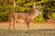 7 Coues Deer Hunting Tips - Wide Open Spaces