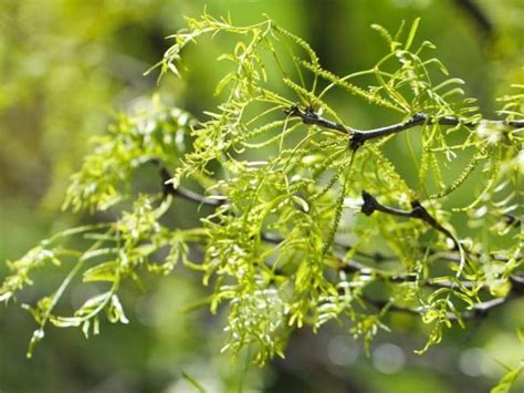 Acacia Tree Thorns: Are Acacia Tree Thorns Poisonous? – LeafyJournal