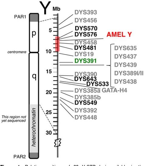 Figure 1 from Y-Chromosome short tandem repeat, typing technology, locus information and allele ...