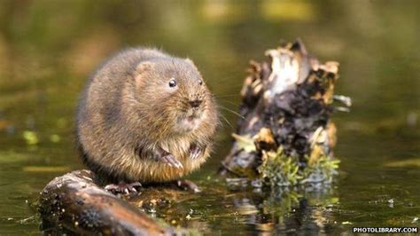 European water vole - Alchetron, The Free Social Encyclopedia