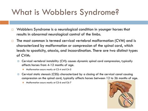 PPT - Wobblers Syndrome in Horses PowerPoint Presentation, free ...