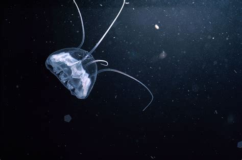 Picture of zooplankton | Ocean animals, Oil and gas, Animals