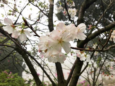 Cherry Blossoms | Yangmingshan National Park in Taiwan – Althea's Adventures