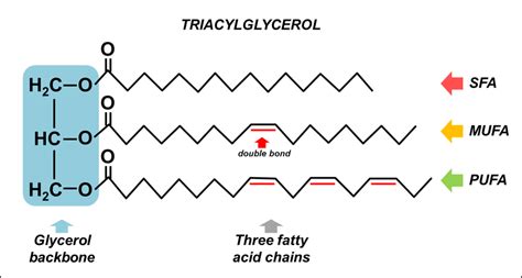 1. The triacylglycerol molecule consists of one glycerol backbone... | Download Scientific Diagram